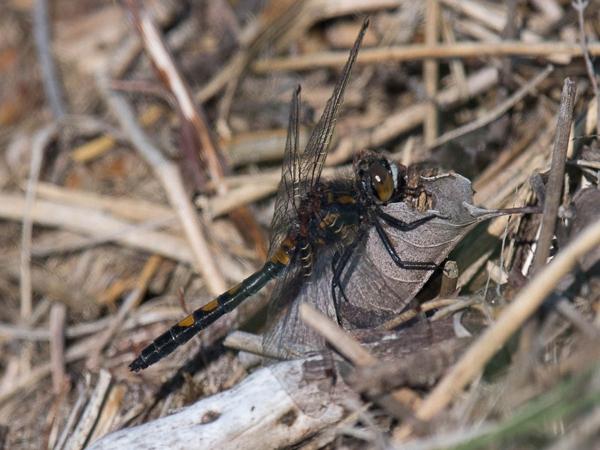 Noordse witsnuitlibel (Leucorrhinia rubicunda)